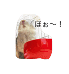 うさぎのすたんぷ①（個別スタンプ：16）