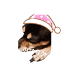 愛犬 はなちゃん♡（個別スタンプ：1）
