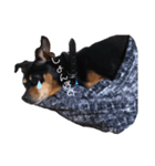 愛犬 はなちゃん♡（個別スタンプ：2）