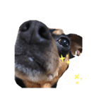 愛犬 はなちゃん♡（個別スタンプ：3）