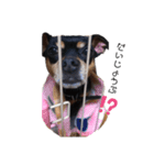 愛犬 はなちゃん♡（個別スタンプ：7）