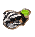 愛犬 はなちゃん♡（個別スタンプ：8）