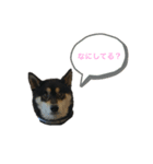 こてつ君 日常（個別スタンプ：1）