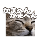 にゃんこドアップ・でか文字・関西弁（個別スタンプ：20）