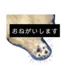 くるみぱんスタンプ（個別スタンプ：19）