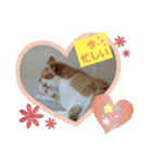 可愛いみるたん（個別スタンプ：6）