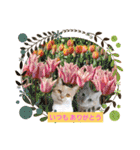 可愛いみるたん（個別スタンプ：34）