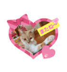可愛いみるたん（個別スタンプ：40）