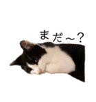 ハチワレツイン猫（個別スタンプ：2）