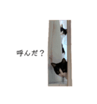 ハチワレツイン猫（個別スタンプ：3）