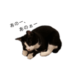 ハチワレツイン猫（個別スタンプ：5）
