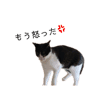 ハチワレツイン猫（個別スタンプ：8）
