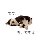 ハチワレツイン猫（個別スタンプ：12）