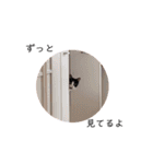 ハチワレツイン猫（個別スタンプ：17）