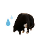 ハチワレツイン猫（個別スタンプ：20）