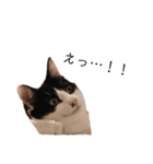 ハチワレツイン猫（個別スタンプ：21）