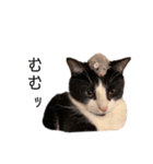 ハチワレツイン猫（個別スタンプ：22）