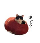 ハチワレツイン猫（個別スタンプ：23）