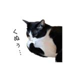 ハチワレツイン猫（個別スタンプ：24）