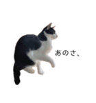 ハチワレツイン猫（個別スタンプ：25）