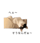 ハチワレツイン猫（個別スタンプ：27）