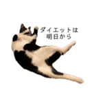 ハチワレツイン猫（個別スタンプ：30）