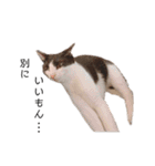 ハチワレツイン猫（個別スタンプ：31）