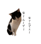 ハチワレツイン猫（個別スタンプ：33）