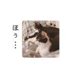 ハチワレツイン猫（個別スタンプ：34）
