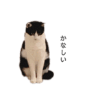 ハチワレツイン猫（個別スタンプ：35）