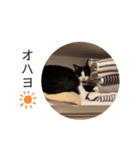 ハチワレツイン猫（個別スタンプ：36）