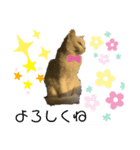 猫のご挨拶（個別スタンプ：1）