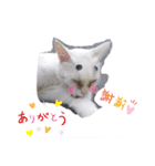 猫のご挨拶（個別スタンプ：3）