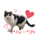 猫のご挨拶（個別スタンプ：6）