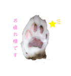 猫のご挨拶（個別スタンプ：7）