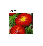 花とかんたんし❗（個別スタンプ：1）