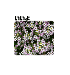 花とかんたんし❗（個別スタンプ：32）