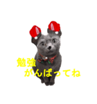 陽気にゃうちの猫（個別スタンプ：1）