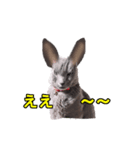 陽気にゃうちの猫（個別スタンプ：2）