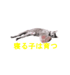 陽気にゃうちの猫（個別スタンプ：5）