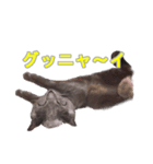 陽気にゃうちの猫（個別スタンプ：7）