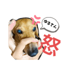 短足胴長犬のスタンプ（個別スタンプ：4）