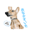 短足胴長犬のスタンプ（個別スタンプ：6）