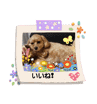 うちのララちゃんversion4（個別スタンプ：17）