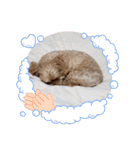 うちのララちゃんversion4（個別スタンプ：31）