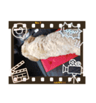 うちのララちゃんversion4（個別スタンプ：33）
