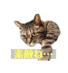 さくちゃんスタンプII（個別スタンプ：6）