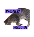 さくちゃんスタンプII（個別スタンプ：7）