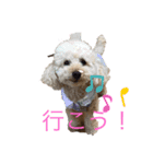 マハロの日常生活2（個別スタンプ：1）