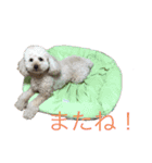 マハロの日常生活2（個別スタンプ：16）